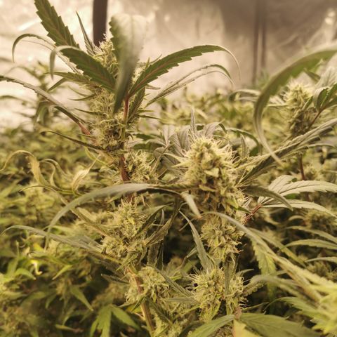 New System Test Run growlog timeline photo