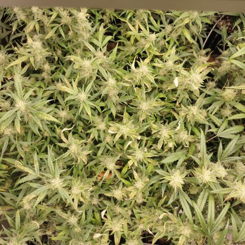 New System Test Run growlog timeline photo