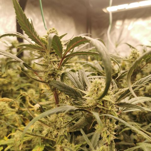 New System Test Run growlog photo: L on