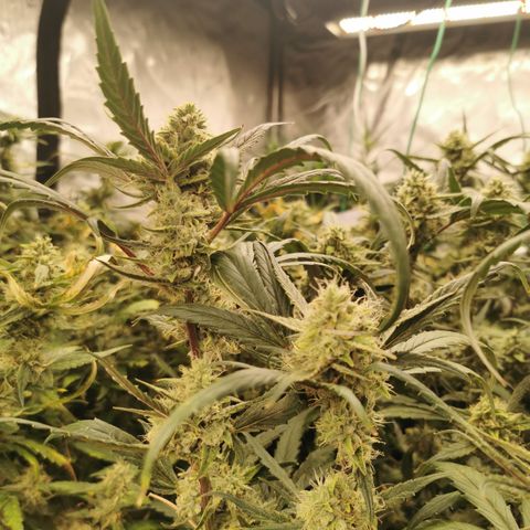New System Test Run growlog photo: L on