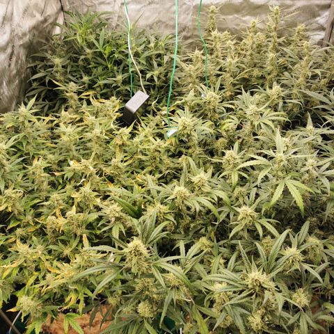 New System Test Run growlog timeline photo