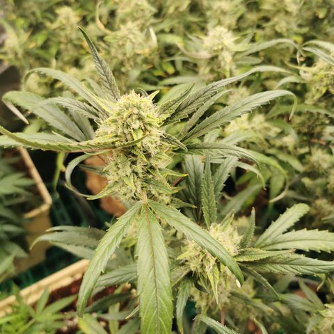 New System Test Run growlog timeline photo