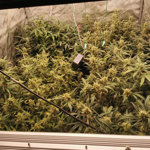 New System Test Run growlog photo: Morning 🌄