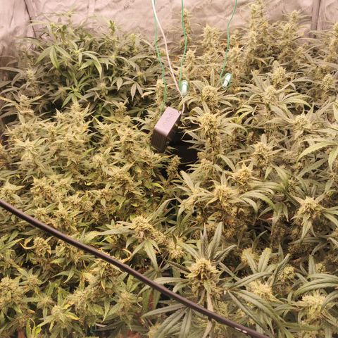 New System Test Run growlog photo: Morning 🌄