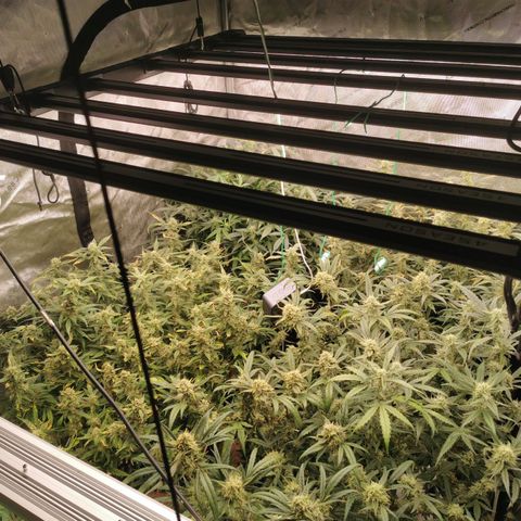 New System Test Run growlog timeline photo
