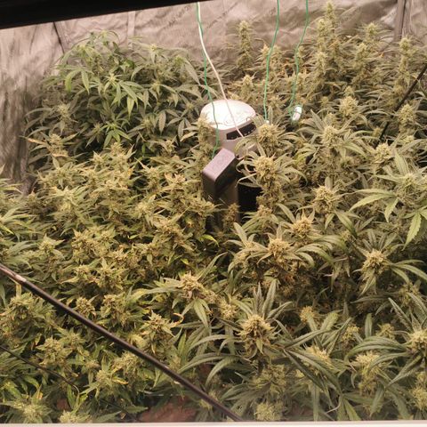 New System Test Run growlog timeline photo