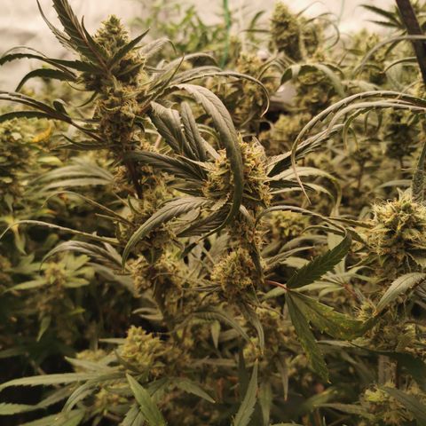 New System Test Run growlog timeline photo