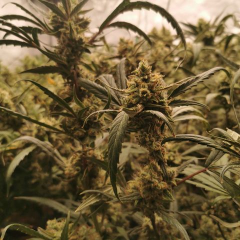 New System Test Run growlog timeline photo