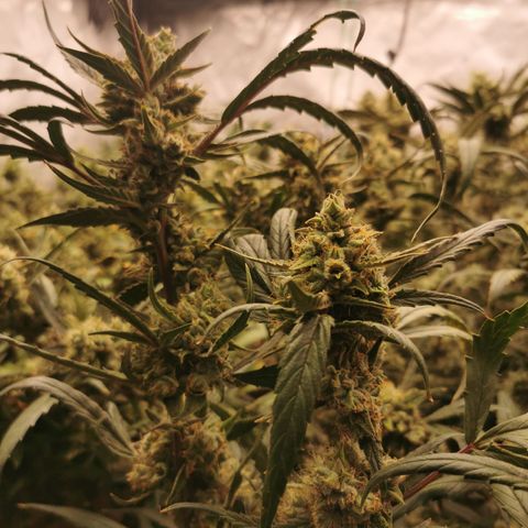 New System Test Run growlog timeline photo