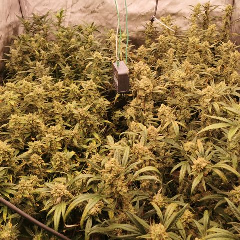 New System Test Run growlog timeline photo