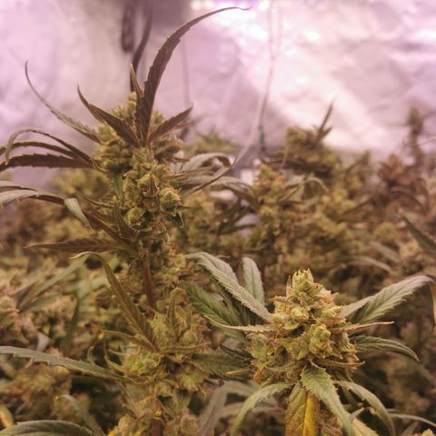 New System Test Run growlog timeline photo