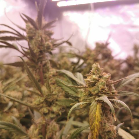 New System Test Run growlog timeline photo