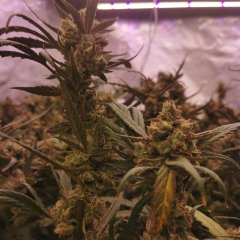 New System Test Run growlog timeline photo