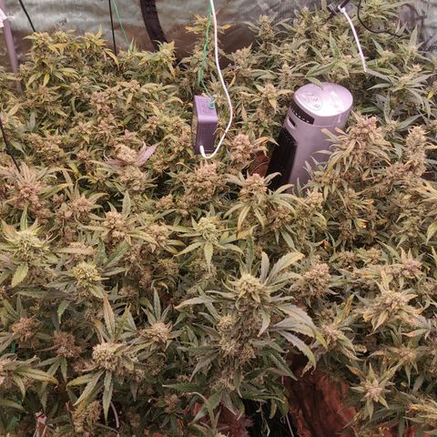 New System Test Run growlog timeline photo