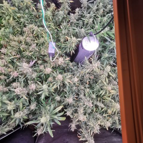 New System Test Run growlog timeline photo