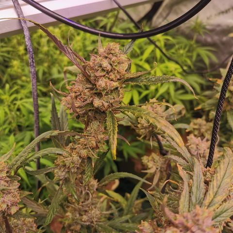 New System Test Run growlog timeline photo