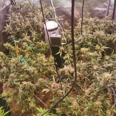 New System Test Run growlog timeline photo