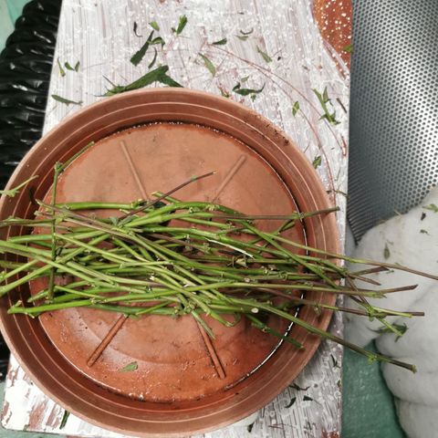 New System Test Run growlog photo: 70g of stalk to 600g of flower