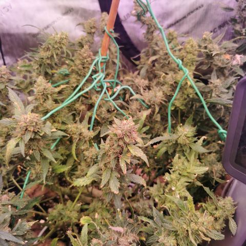New System Test Run growlog timeline photo