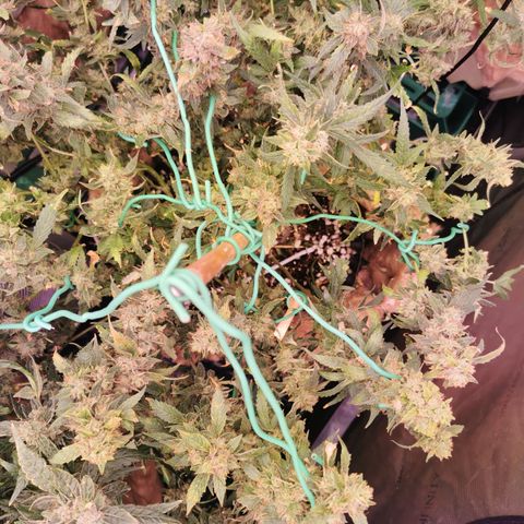 New System Test Run growlog timeline photo