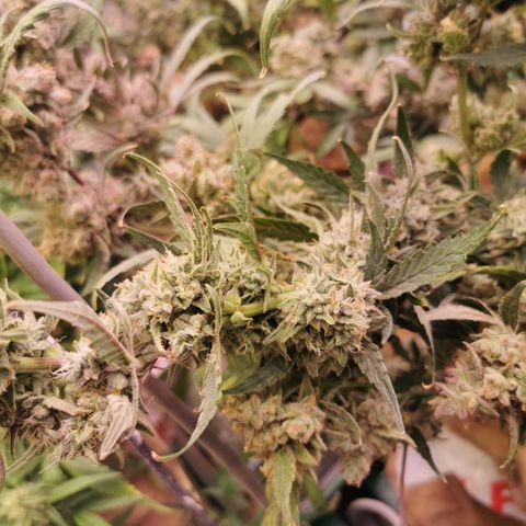 New System Test Run growlog timeline photo