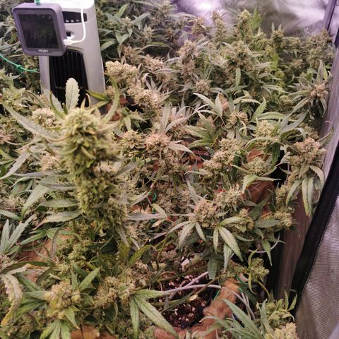New System Test Run growlog timeline photo