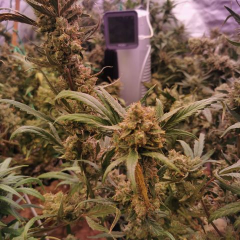 New System Test Run growlog timeline photo