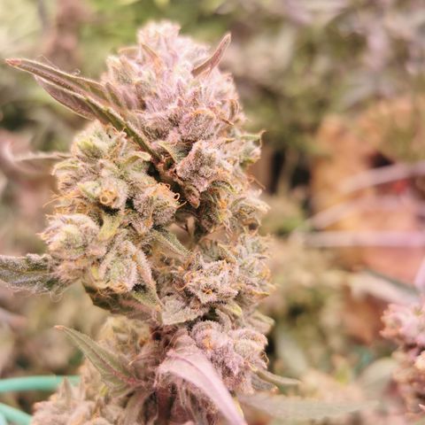 New System Test Run growlog timeline photo