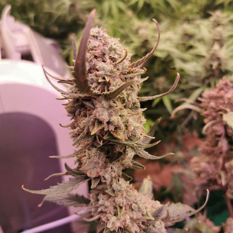 New System Test Run growlog timeline photo