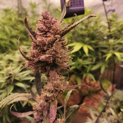New System Test Run growlog timeline photo