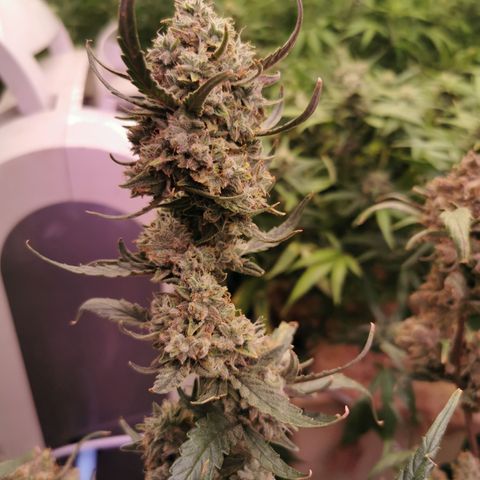 New System Test Run growlog timeline photo