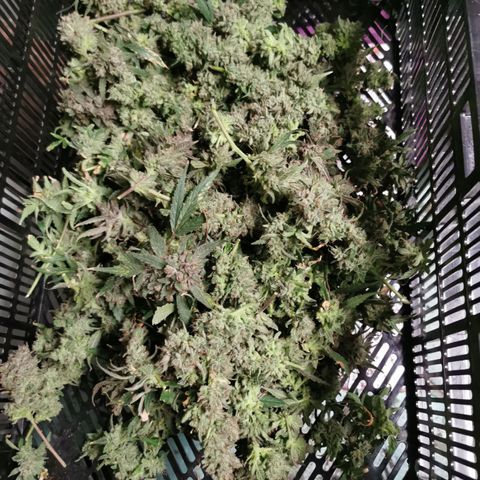 New System Test Run growlog photo: Corner 2nd harvest 740 wet 