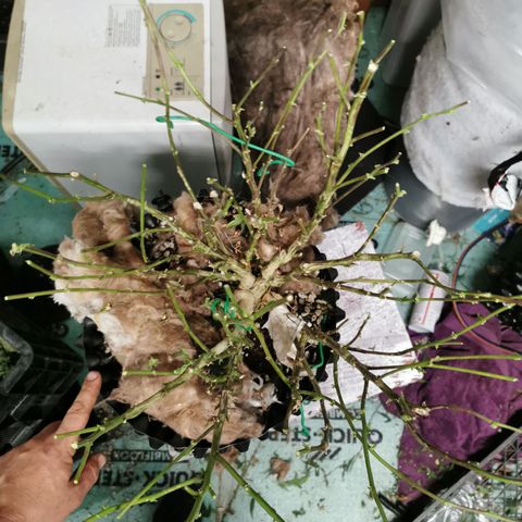 New System Test Run growlog photo: Corner 2nd harvest 740 wet 