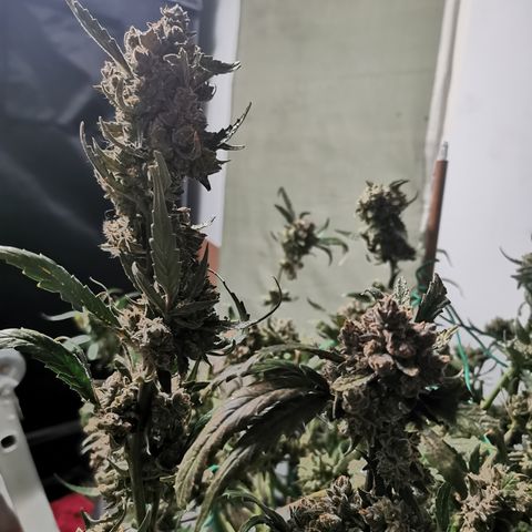 New System Test Run growlog timeline photo