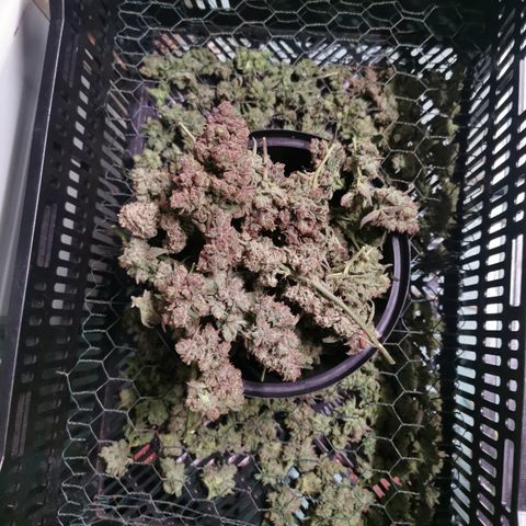 New System Test Run growlog timeline photo