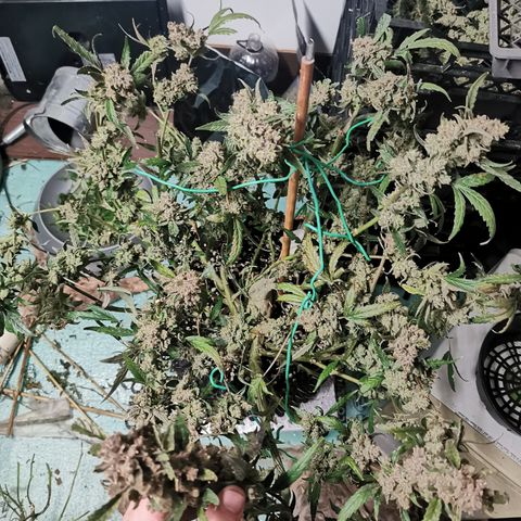 New System Test Run growlog timeline photo
