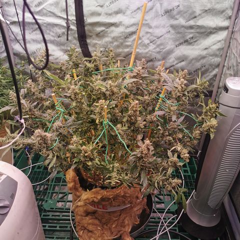 New System Test Run growlog timeline photo
