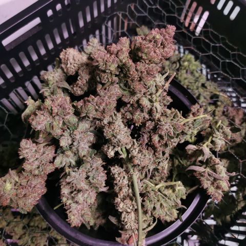 New System Test Run growlog timeline photo