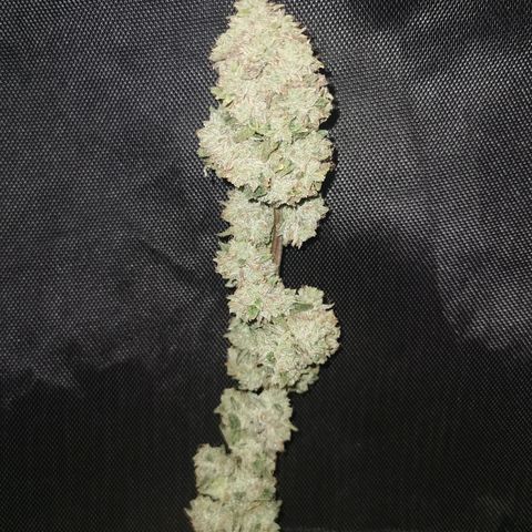 New System Test Run growlog timeline photo