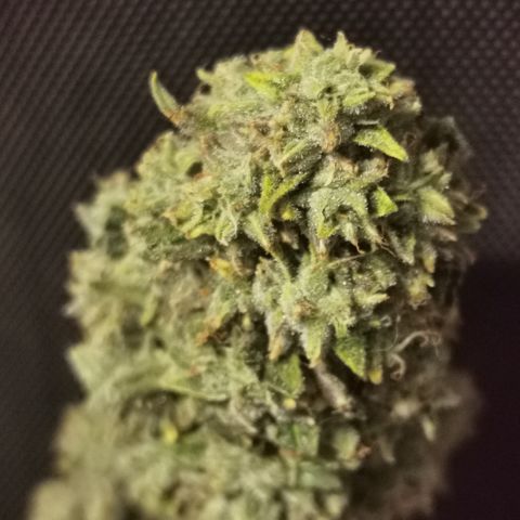 New System Test Run growlog timeline photo