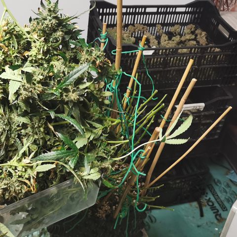 New System Test Run growlog photo: Solid buds,, was a good two weeks slower than cookies