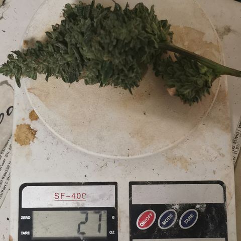New System Test Run growlog photo: Solid buds,, was a good two weeks slower than cookies