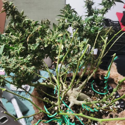 New System Test Run growlog timeline photo