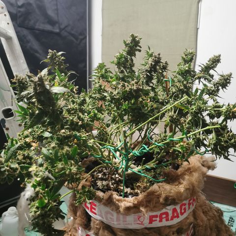 New System Test Run growlog timeline photo