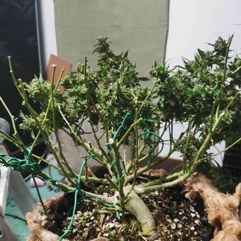 New System Test Run growlog timeline photo