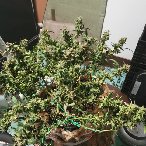 New System Test Run growlog timeline photo