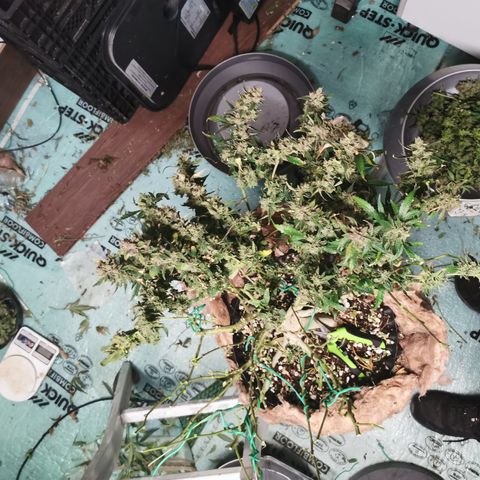 New System Test Run growlog timeline photo