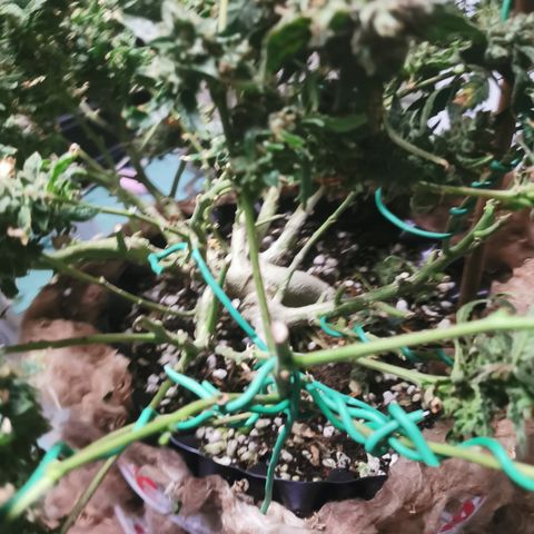 New System Test Run growlog timeline photo