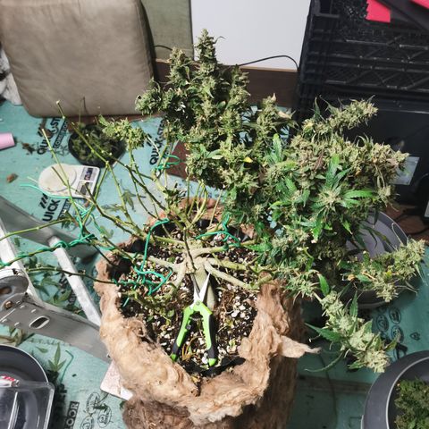 New System Test Run growlog timeline photo