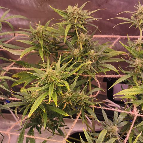 New System Test Run growlog photo: Scroggin 